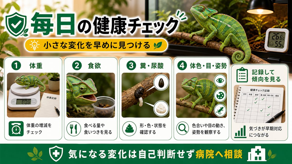 自宅でできる日々の健康チェックの要点をまとめたカメレオン・爬虫類飼育インフォグラフィック
