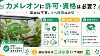 カメレオンの飼育に許可・資格は必要？法律・届出・お迎え前に知るべきルールの要点を伝えるカメレオン・爬虫類記事アイキャッチ画像