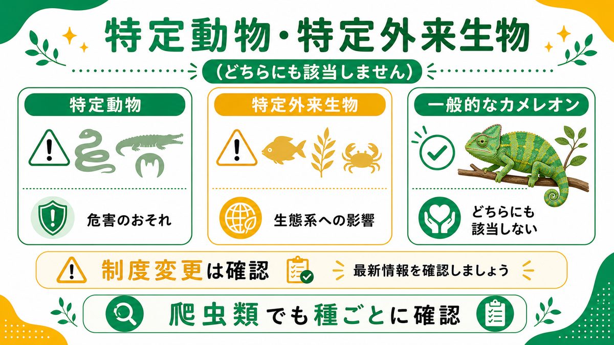 特定動物・特定外来生物との関係（どちらにも該当しません）の要点をまとめたカメレオン・爬虫類飼育インフォグラフィック