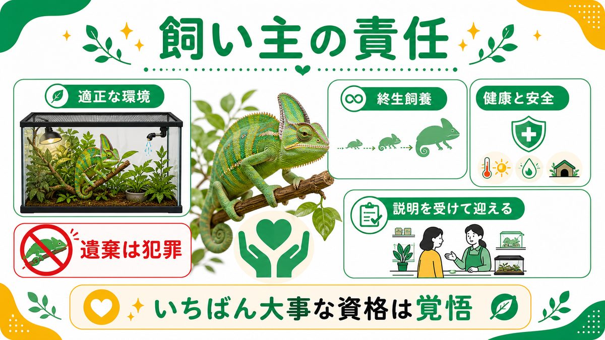 動物愛護管理法と飼い主の責任の要点をまとめたカメレオン・爬虫類飼育インフォグラフィック