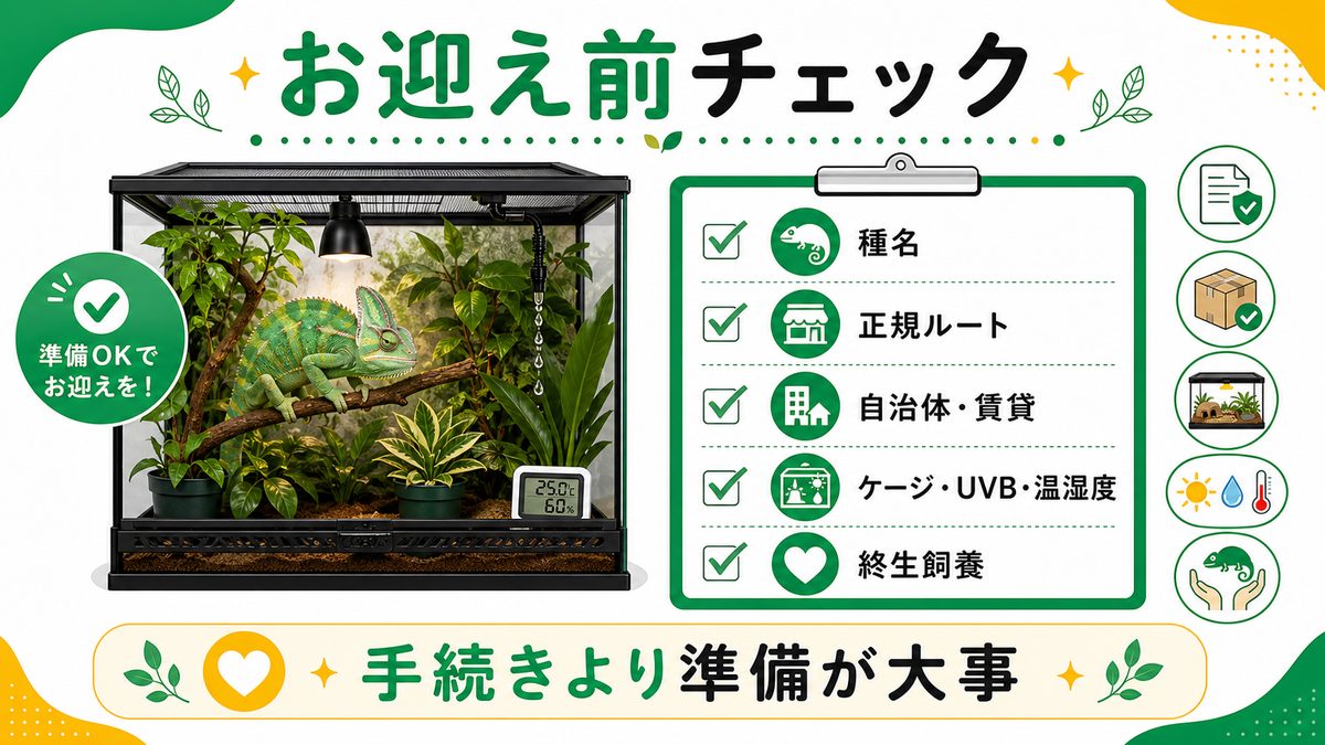 お迎え前に確認すべきことチェックリストの要点をまとめたカメレオン・爬虫類飼育インフォグラフィック