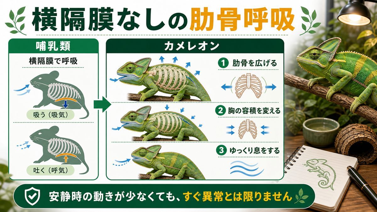 肺と肋骨呼吸｜横隔膜がない体でどう息をする？の要点をまとめたカメレオン・爬虫類飼育インフォグラフィック