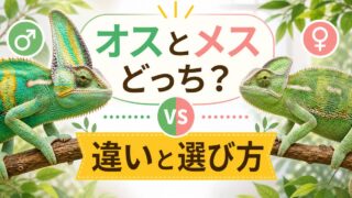 カメレオンはオスとメスどっちが飼いやすい？性別による違いと選び方の要点を伝えるカメレオン・爬虫類記事アイキャッチ画像