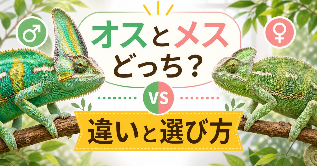 カメレオンはオスとメスどっちが飼いやすい？性別による違いと選び方の要点を伝えるカメレオン・爬虫類記事アイキャッチ画像