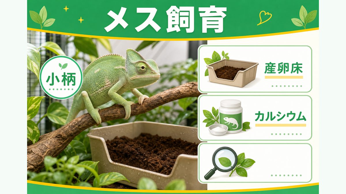 メスを飼うメリット・デメリット（産卵リスク）の要点をまとめたカメレオン・爬虫類飼育インフォグラフィック