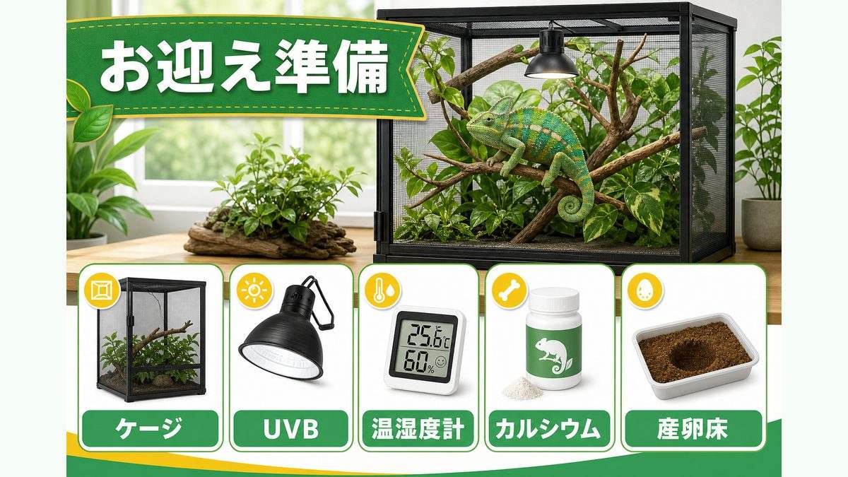 お迎え前に揃えたいおすすめアイテムの要点をまとめたカメレオン・爬虫類飼育インフォグラフィック