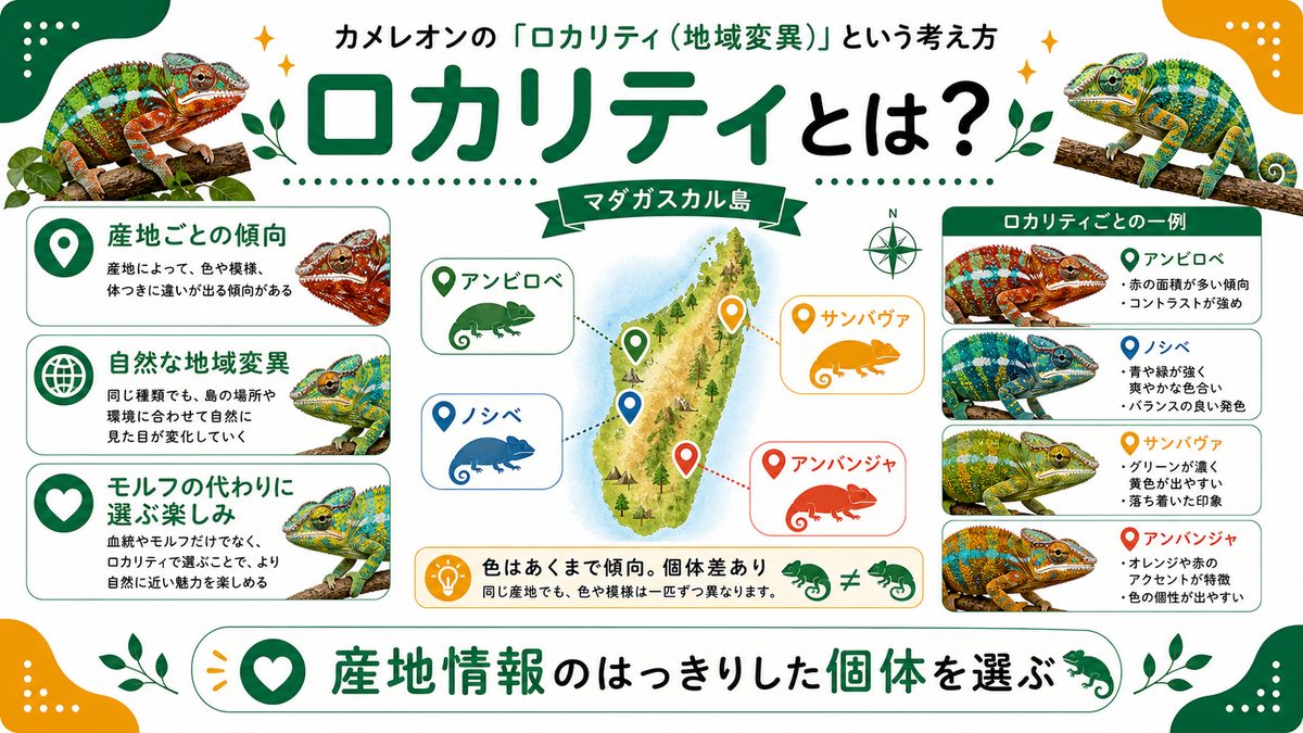 カメレオンの「ロカリティ(地域変異)」という考え方の要点をまとめたカメレオン・爬虫類飼育インフォグラフィック
