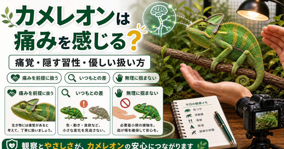 カメレオンは痛みを感じる？痛覚のしくみと痛みを隠す習性・正しい扱い方を徹底解説の要点を伝えるカメレオン・爬虫類記事アイキャッチ画像