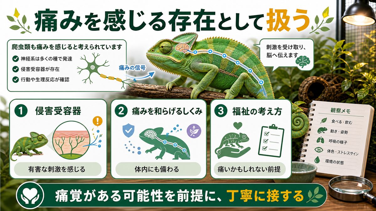 カメレオン(爬虫類)は痛みを感じるのかの要点をまとめたカメレオン・爬虫類飼育インフォグラフィック