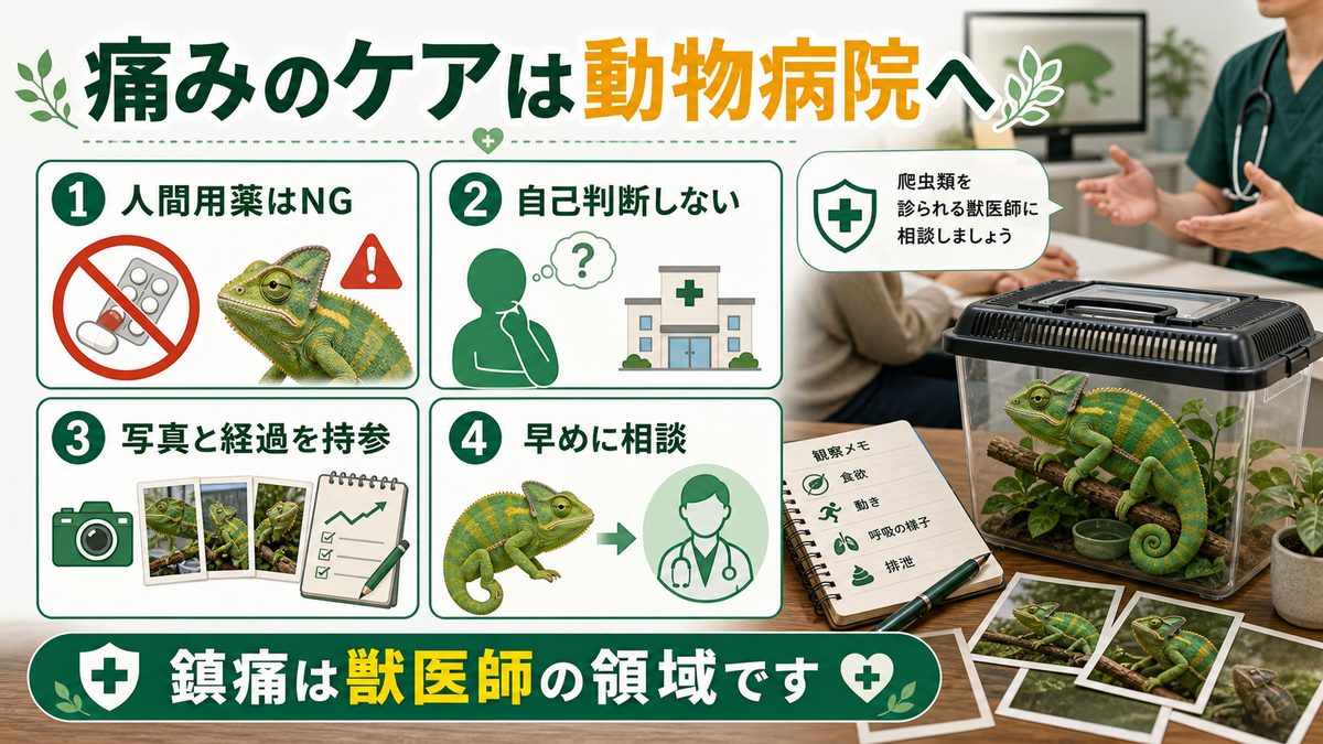 怪我・手術時の痛みのケア(動物病院)の要点をまとめたカメレオン・爬虫類飼育インフォグラフィック