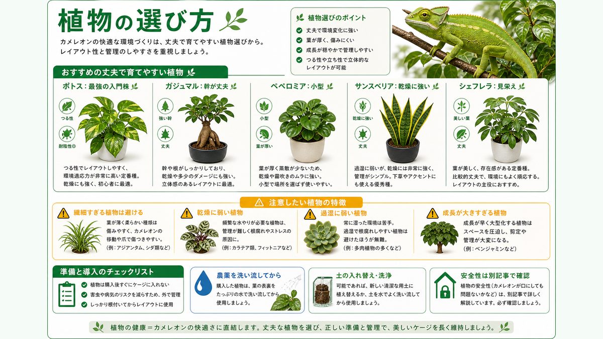 丈夫で育てやすい植物の選び方の要点をまとめたカメレオン・爬虫類飼育インフォグラフィック