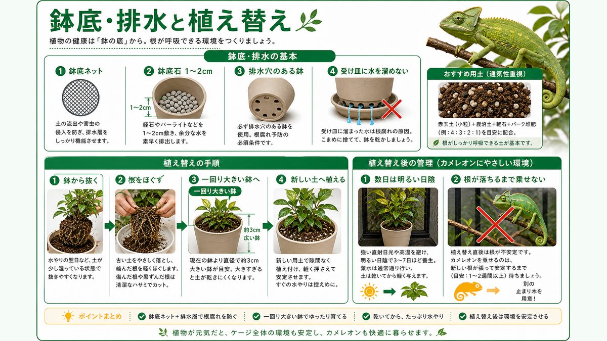 鉢底・排水と植え替え手順の要点をまとめたカメレオン・爬虫類飼育インフォグラフィック