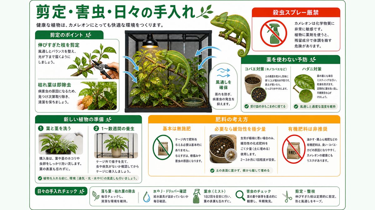 剪定・害虫・日々の手入れの要点をまとめたカメレオン・爬虫類飼育インフォグラフィック