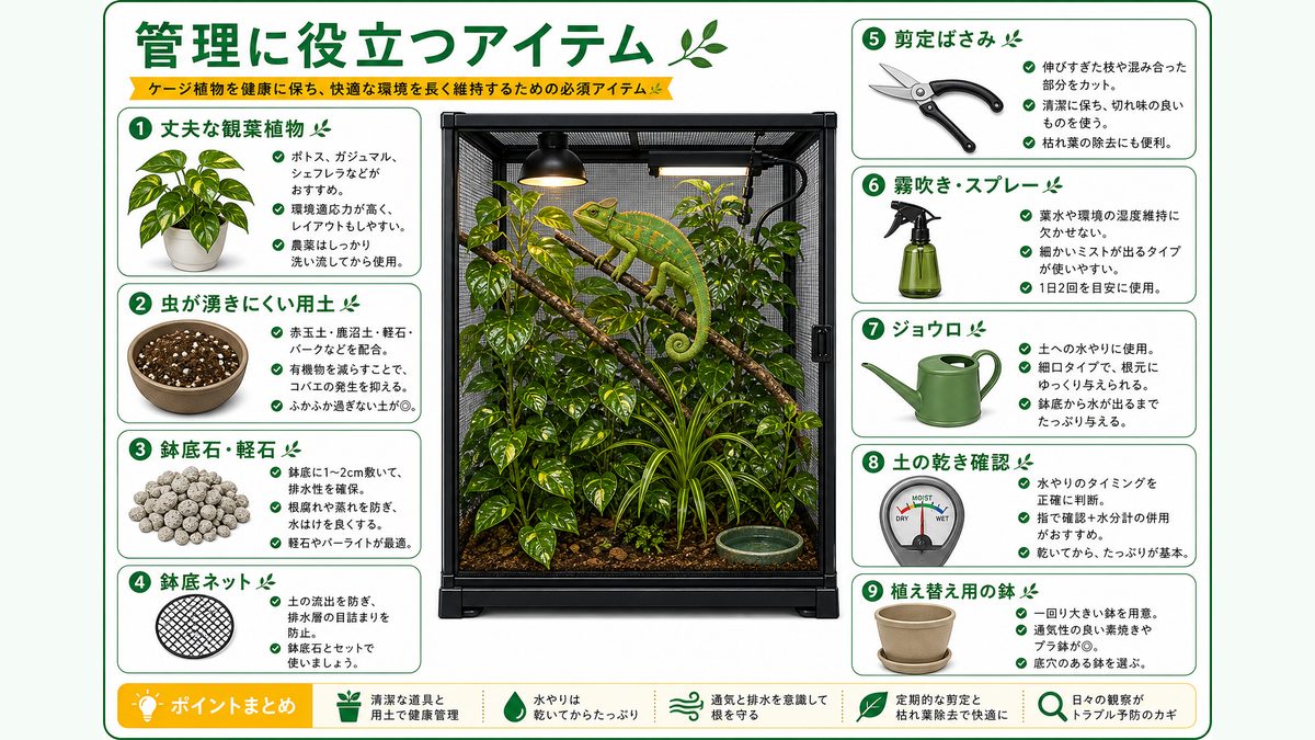 ケージ植物の管理に役立つおすすめアイテムの要点をまとめたカメレオン・爬虫類飼育インフォグラフィック