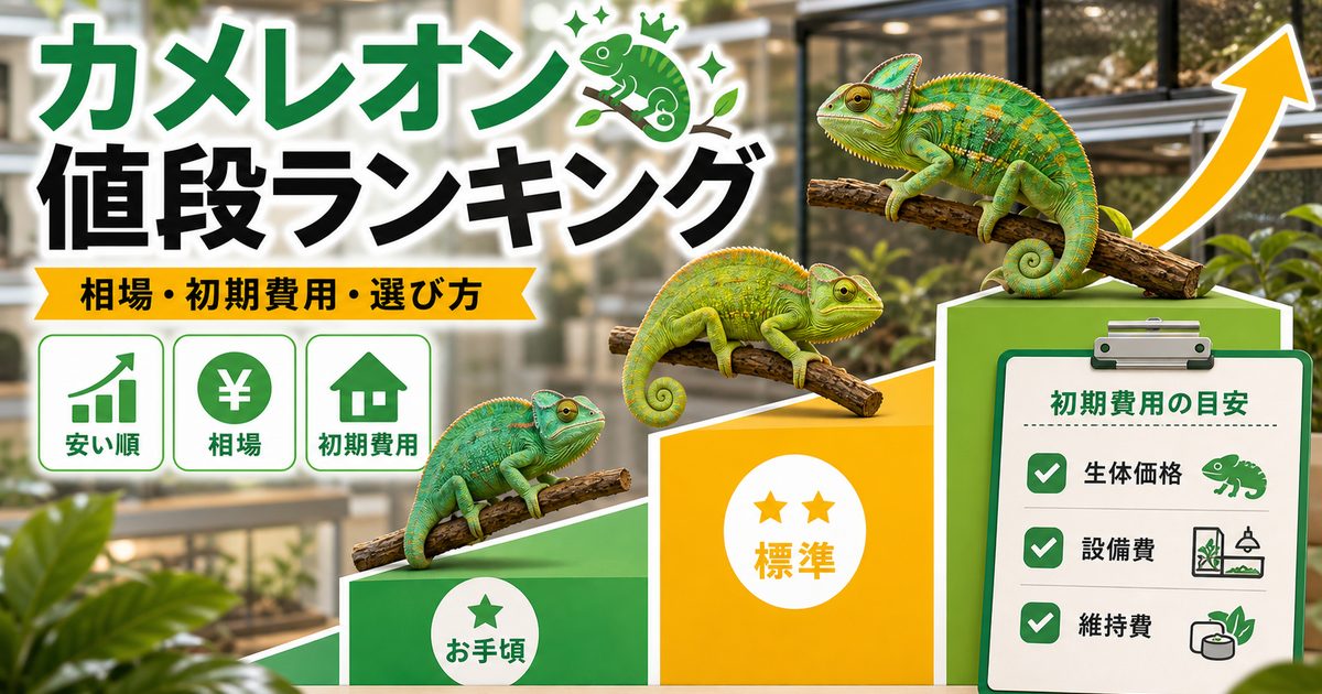 カメレオンの値段が安い順ランキング！種類別の購入価格相場とコスパで選ぶ初めての1匹を徹底比較の要点を伝えるカメレオン・爬虫類記事アイキャッチ画像