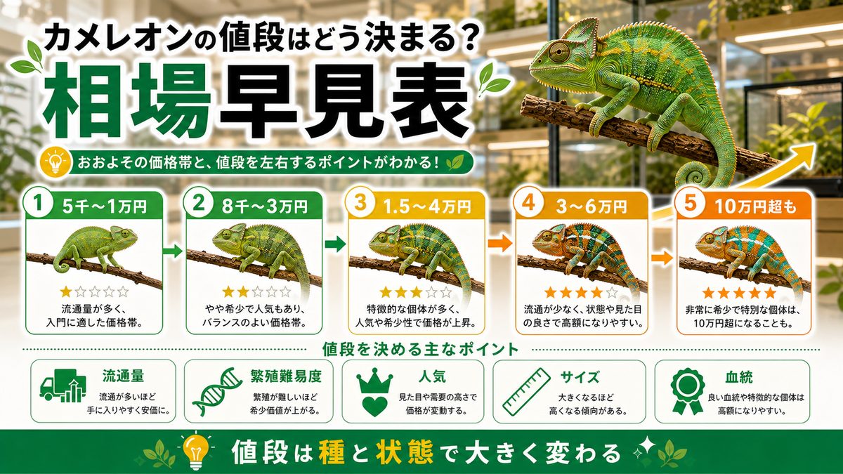 カメレオンの値段はどう決まる?相場早見表の要点をまとめたカメレオン・爬虫類飼育インフォグラフィック