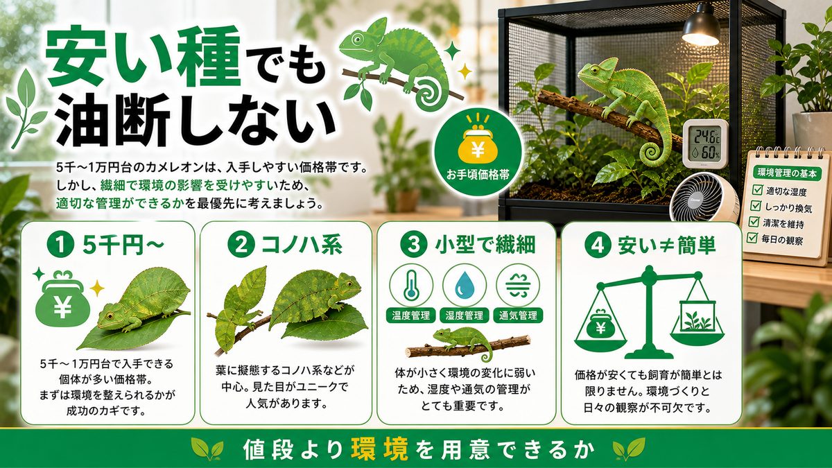 安い種(5千〜1万円台)の要点をまとめたカメレオン・爬虫類飼育インフォグラフィック