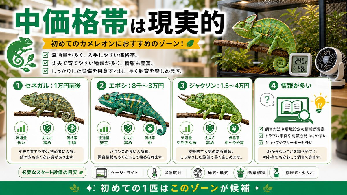 中価格帯(1〜3万円)の要点をまとめたカメレオン・爬虫類飼育インフォグラフィック