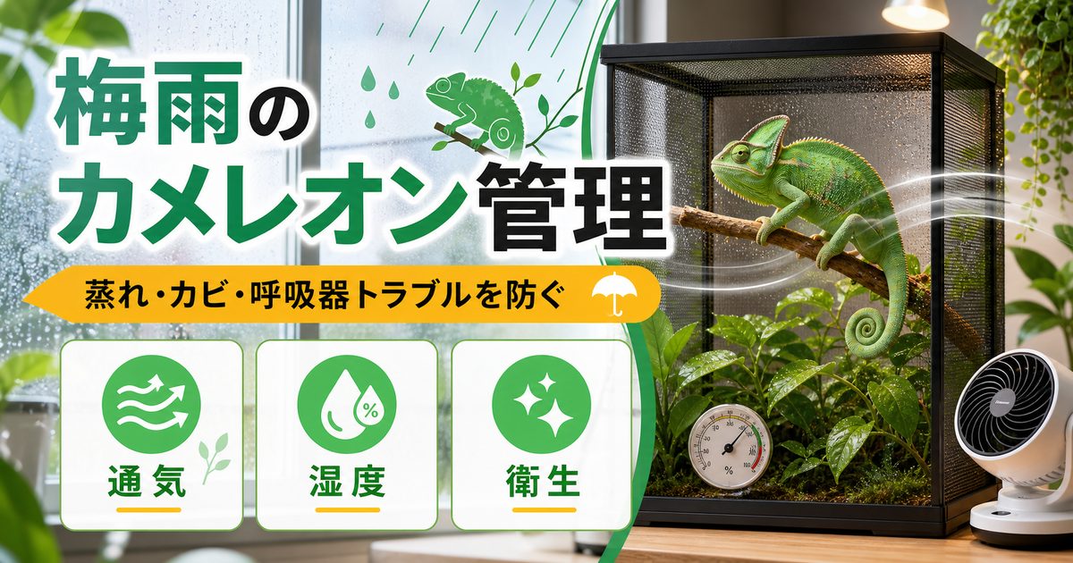 梅雨のカメレオン管理完全ガイド｜蒸れ・カビ・呼吸器トラブルを防ぐ通気と湿度コントロールを徹底解説の要点を伝えるカメレオン・爬虫類記事アイキャッチ画像