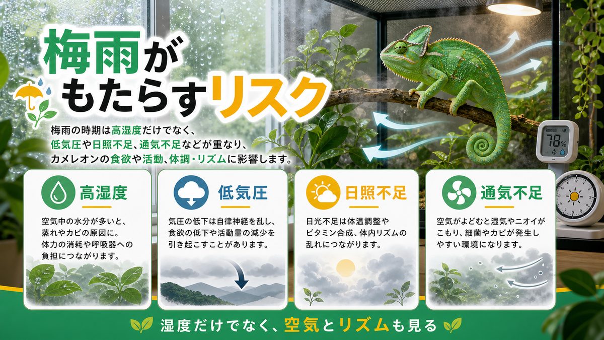 梅雨がカメレオンにもたらすリスクの要点をまとめたカメレオン・爬虫類飼育インフォグラフィック