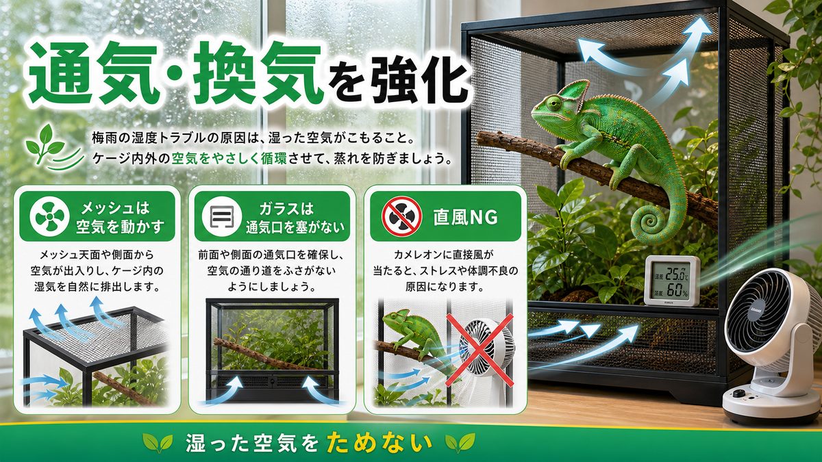 通気・換気を強化するの要点をまとめたカメレオン・爬虫類飼育インフォグラフィック