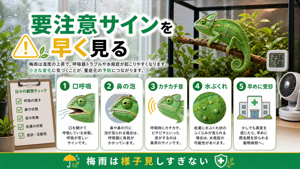 呼吸器トラブル・水疱症の予防の要点をまとめたカメレオン・爬虫類飼育インフォグラフィック