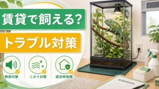 賃貸・アパートでカメレオンは飼える？騒音・ニオイ・退去トラブルを防ぐ完全ガイドの要点を伝えるカメレオン・爬虫類記事アイキャッチ画像