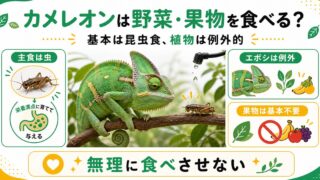 カメレオンは野菜・果物を食べる？植物食の真実と与え方の注意点の要点を伝えるカメレオン・爬虫類記事アイキャッチ画像