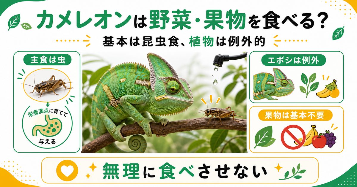 カメレオンは野菜・果物を食べる？植物食の真実と与え方の注意点の要点を伝えるカメレオン・爬虫類記事アイキャッチ画像