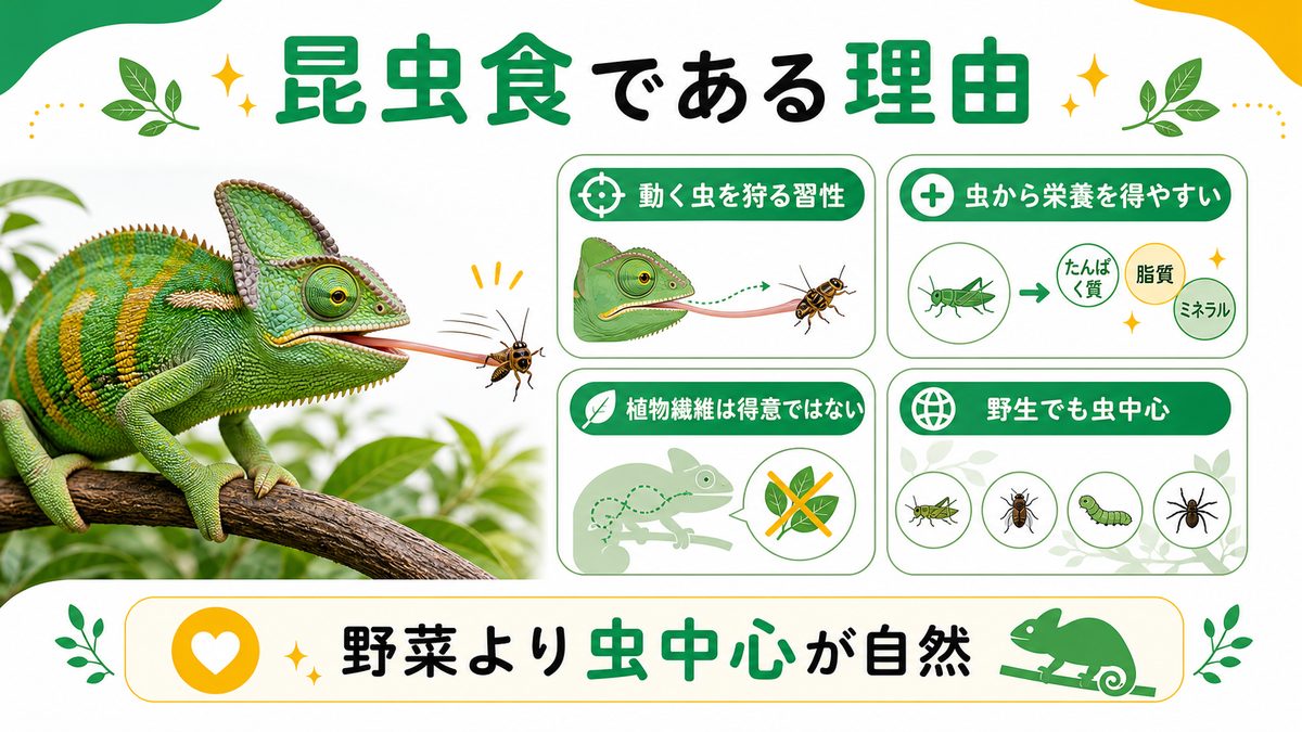カメレオンが基本「昆虫食」である理由の要点をまとめたカメレオン・爬虫類飼育インフォグラフィック