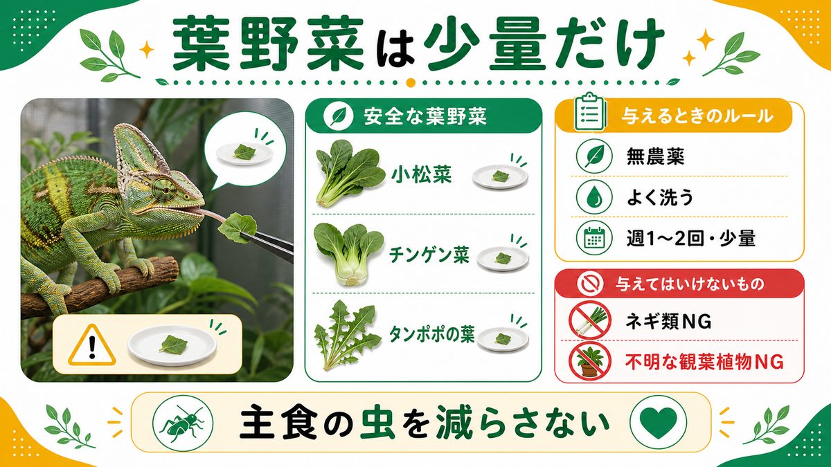 与えるなら？安全な葉野菜と量の目安の要点をまとめたカメレオン・爬虫類飼育インフォグラフィック