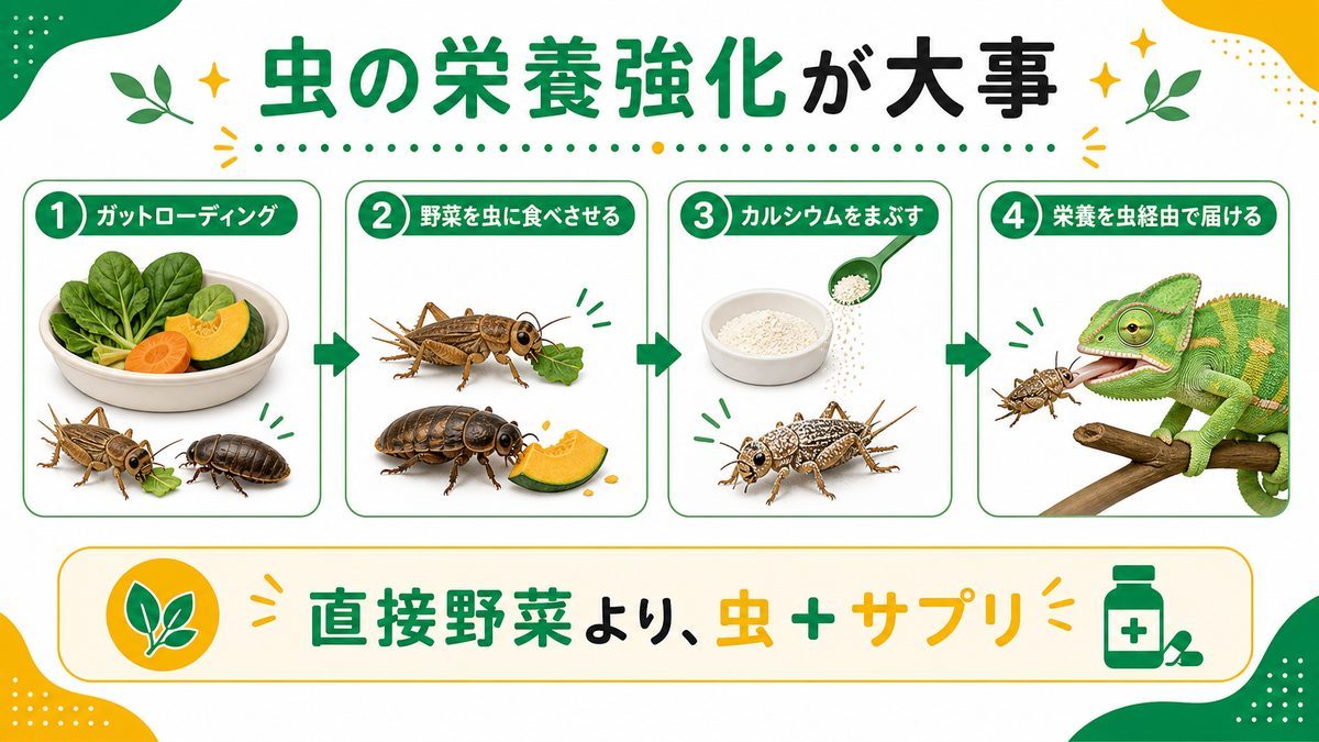 植物より大事な「虫の栄養強化」という考え方の要点をまとめたカメレオン・爬虫類飼育インフォグラフィック