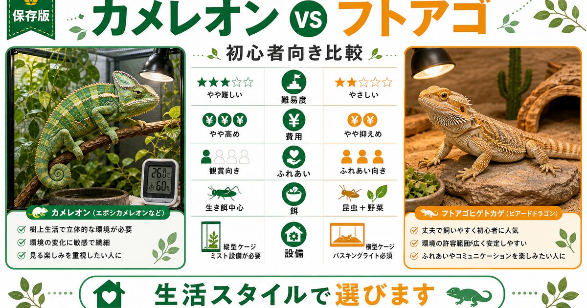 カメレオン vs フトアゴヒゲトカゲ徹底比較！初心者の爬虫類デビューはどっちが正解？飼育難易度・費用・性格の要点を伝えるカメレオン・爬虫類記事アイキャッチ画像