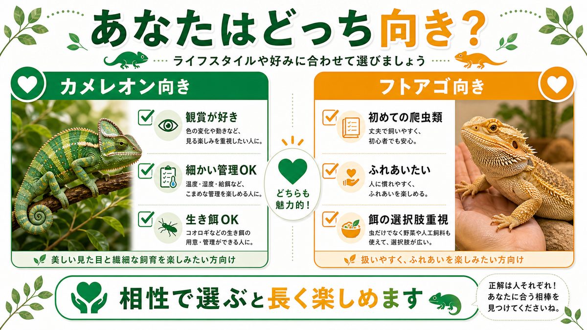 あなたはどっち向き？の要点をまとめたカメレオン・爬虫類飼育インフォグラフィック