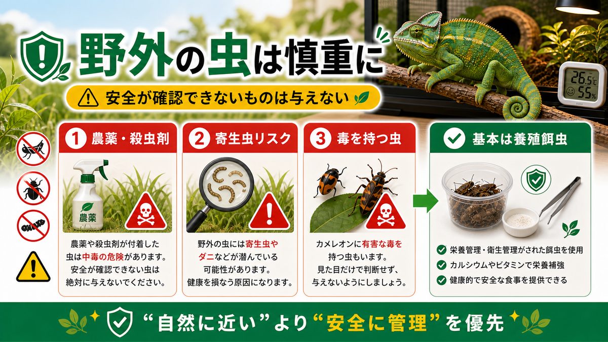 与えてはいけない野生の虫・注意点の要点をまとめたカメレオン・爬虫類飼育インフォグラフィック