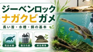 ジーベンロックナガクビガメ（Chelodina）飼育完全ガイド｜長い首が魅力の水棲ガメの特徴・水槽・餌の要点を伝えるカメレオン・爬虫類記事アイキャッチ画像