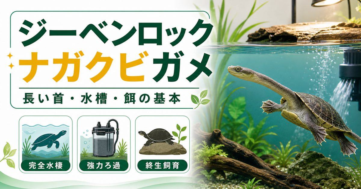 ジーベンロックナガクビガメ（Chelodina）飼育完全ガイド｜長い首が魅力の水棲ガメの特徴・水槽・餌の要点を伝えるカメレオン・爬虫類記事アイキャッチ画像