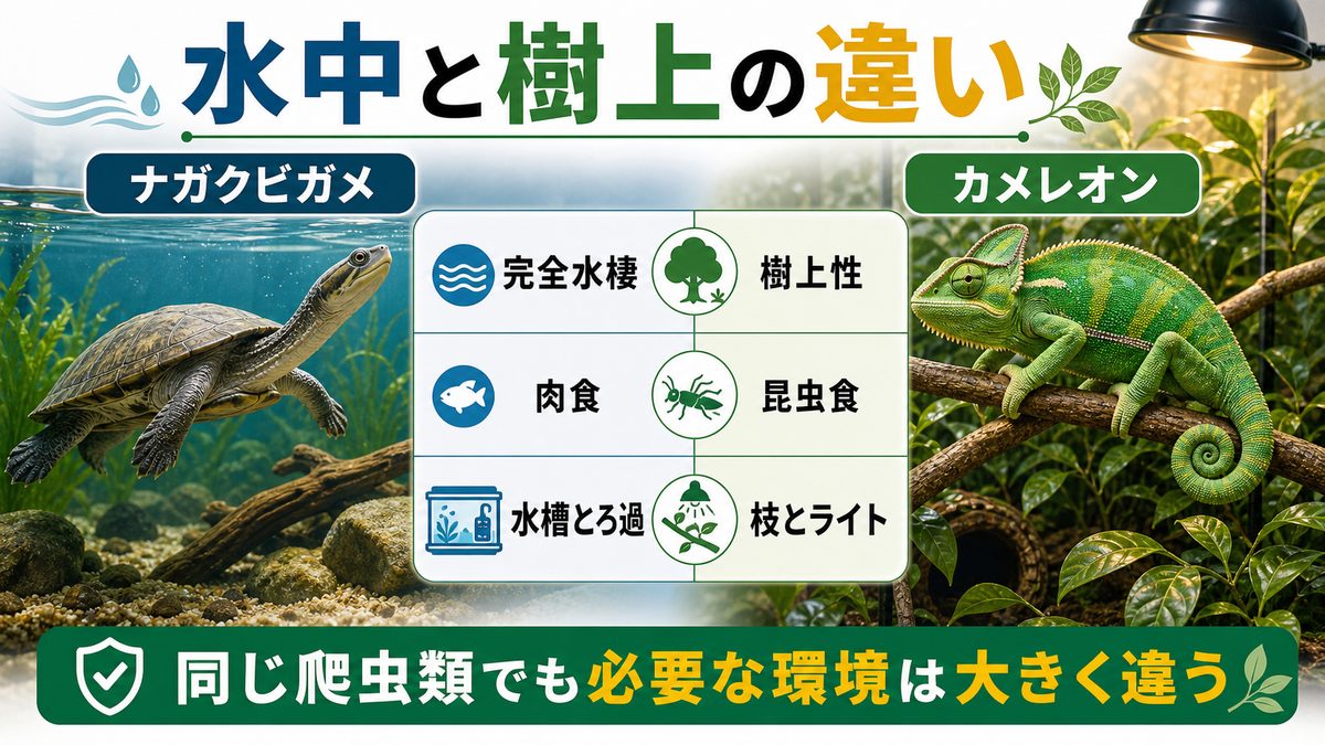 カメレオン(ぺぺ君)との違い|真逆のライフスタイルの要点をまとめたカメレオン・爬虫類飼育インフォグラフィック