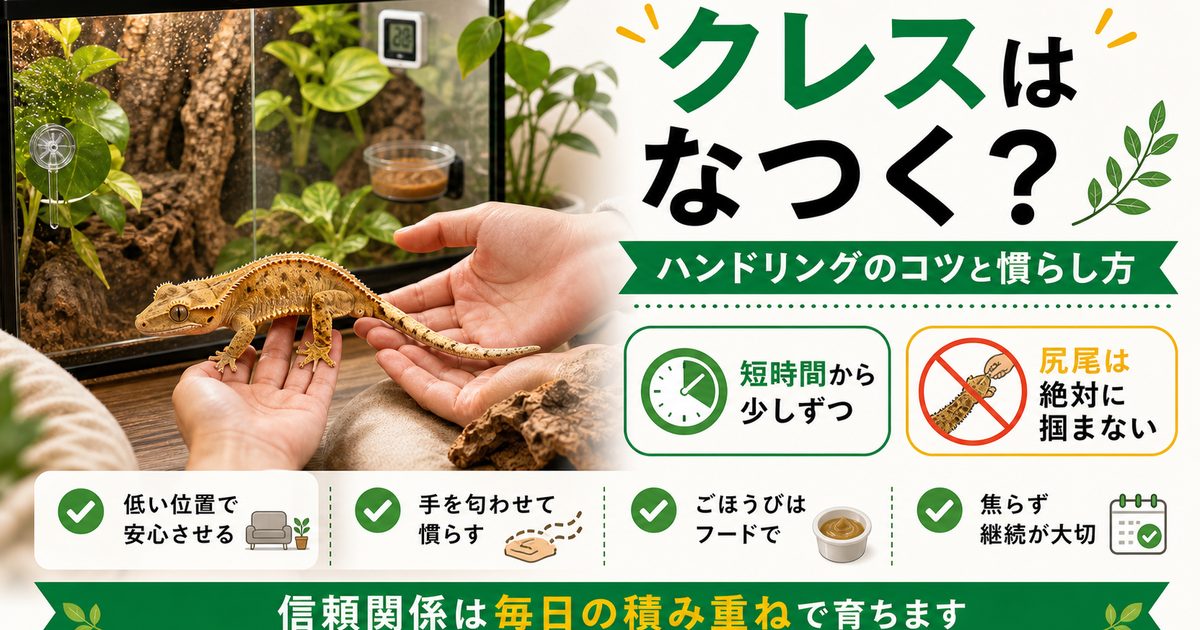 クレステッドゲッコーはなつく？ハンドリングのコツと慣らし方を徹底解説の要点を伝えるカメレオン・爬虫類記事アイキャッチ画像