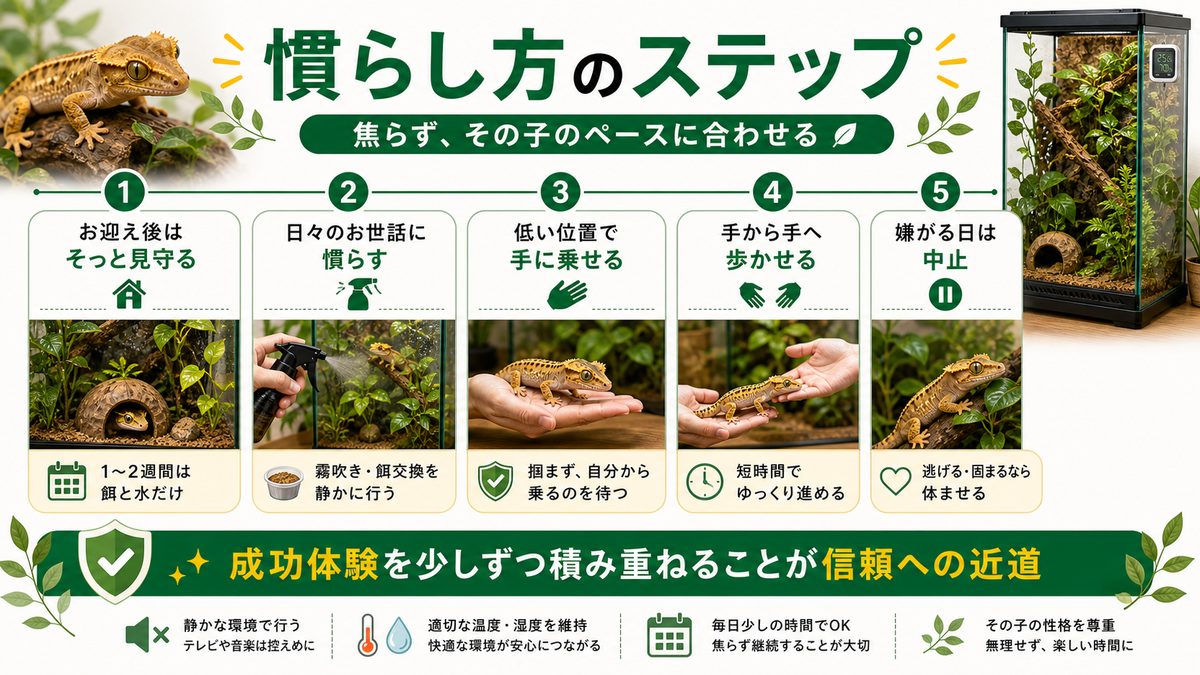 慣らし方のステップの要点をまとめたカメレオン・爬虫類飼育インフォグラフィック
