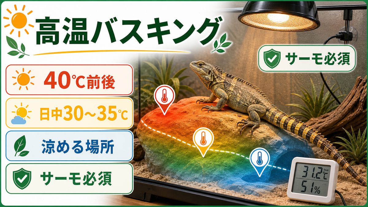 温度・高温バスキングの要点をまとめたカメレオン・爬虫類飼育インフォグラフィック
