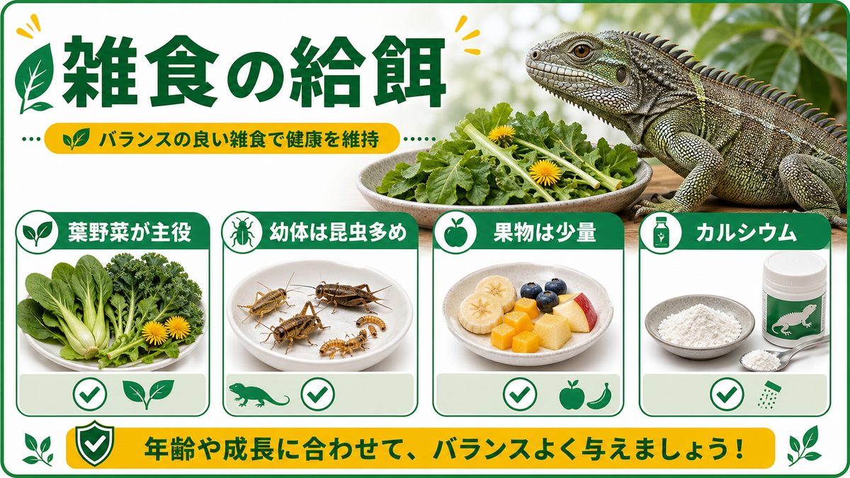 餌と給餌（雑食）の要点をまとめたカメレオン・爬虫類飼育インフォグラフィック