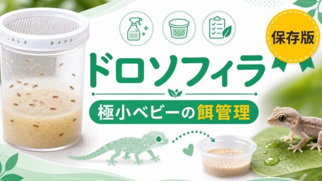 ショウジョウバエ（ドロソフィラ）を爬虫類の餌に！完全ガイド｜極小ベビー向け培養・給餌・栄養を徹底解説の要点を伝えるカメレオン・爬虫類記事アイキャッチ画像