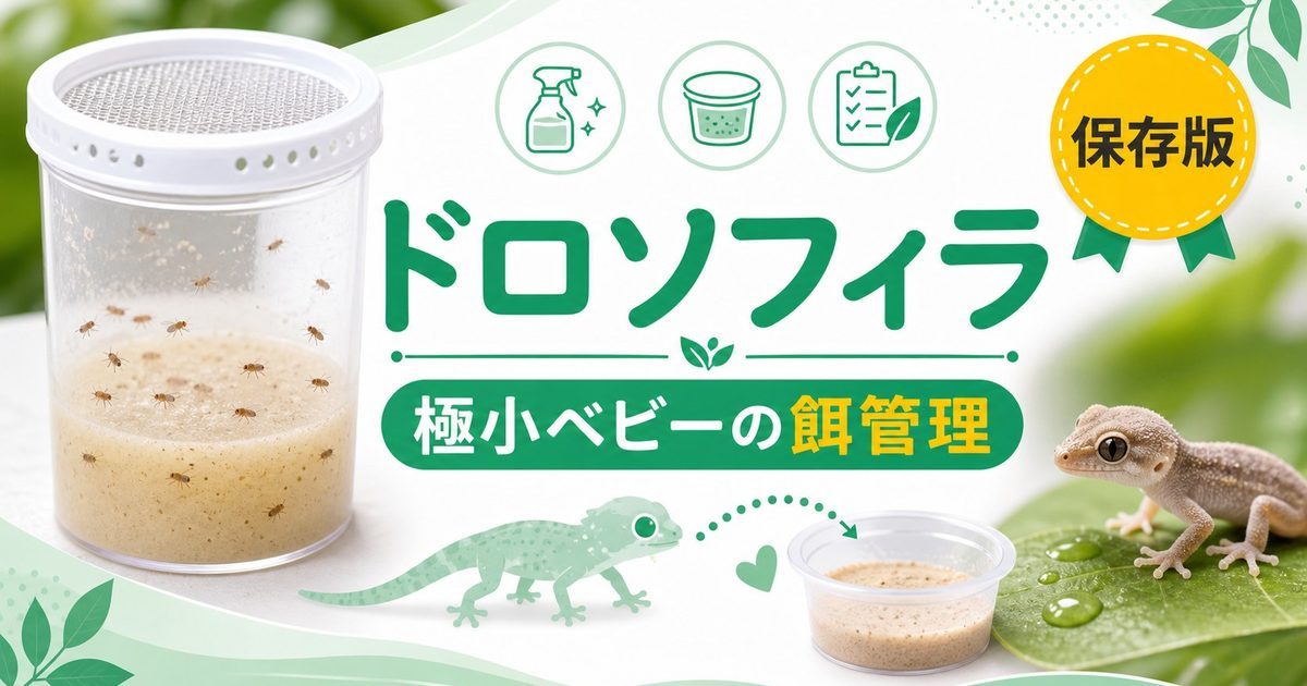 ショウジョウバエ（ドロソフィラ）を爬虫類の餌に！完全ガイド｜極小ベビー向け培養・給餌・栄養を徹底解説の要点を伝えるカメレオン・爬虫類記事アイキャッチ画像