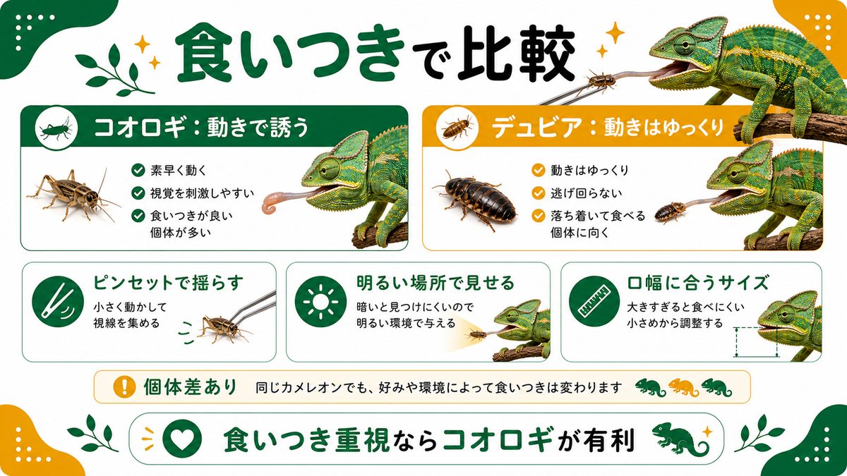 食いつきで比較の要点をまとめたカメレオン・爬虫類飼育インフォグラフィック
