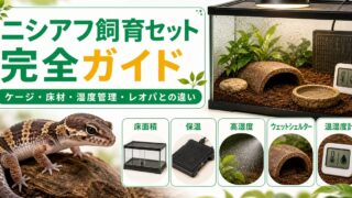 ニシアフの飼育に必要なもの完全ガイド！ケージ・床材・湿度管理とレオパとの違いの要点を伝えるカメレオン・爬虫類記事アイキャッチ画像