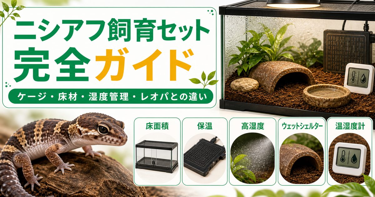 ニシアフの飼育に必要なもの完全ガイド！ケージ・床材・湿度管理とレオパとの違いの要点を伝えるカメレオン・爬虫類記事アイキャッチ画像