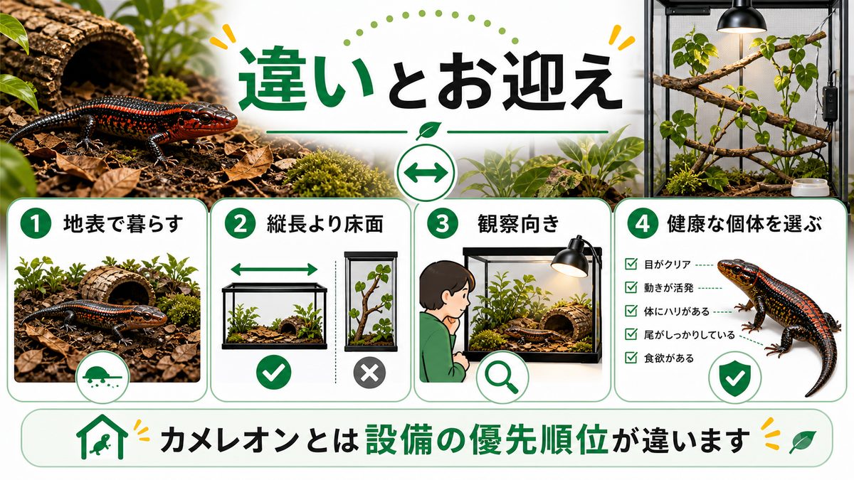 カメレオンとの違い・お迎えの要点をまとめたカメレオン・爬虫類飼育インフォグラフィック