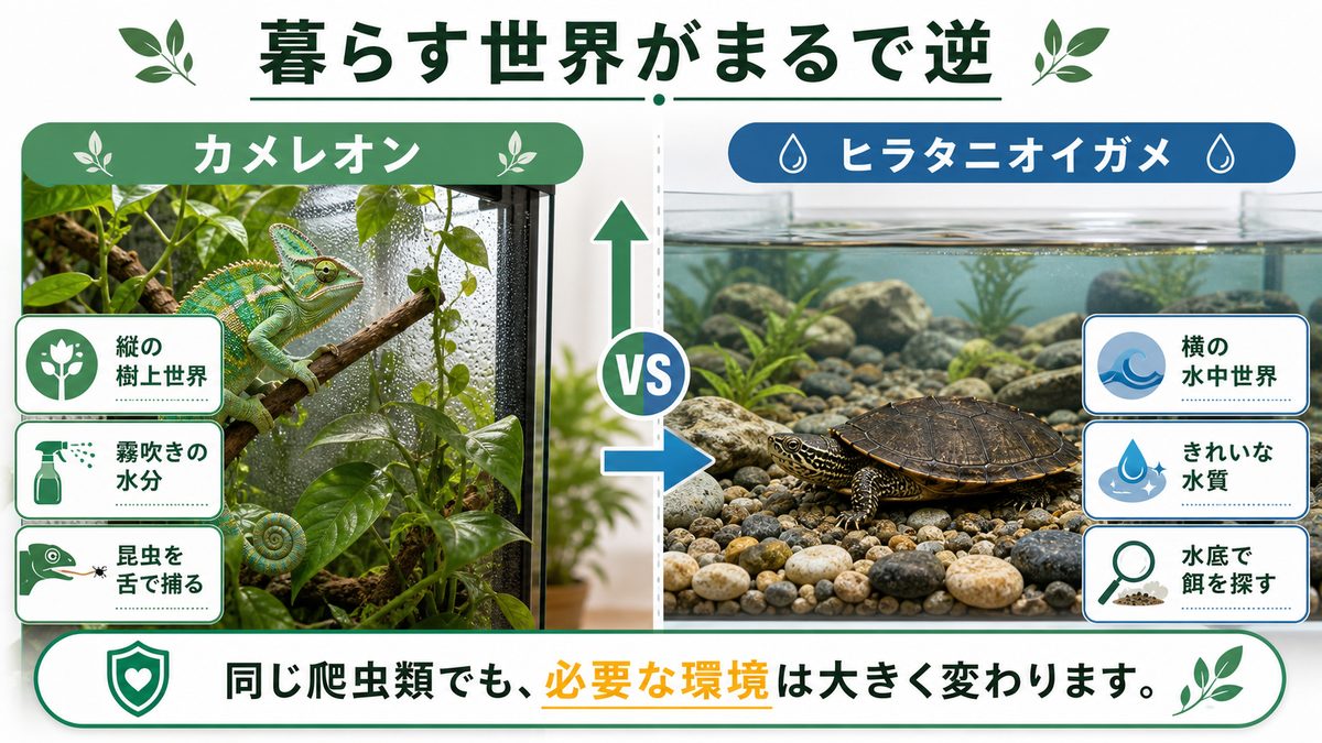 カメレオン(ぺぺ君)との違い|暮らす世界がまるで逆の要点をまとめたカメレオン・爬虫類飼育インフォグラフィック