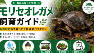 モリセオレガメ（Kinixys erosa）飼育完全ガイド｜属最大の熱帯雨林性セオレガメの特徴・高湿度飼育・飼育難所を徹底解説の要点を伝えるカメレオン・爬虫類記事アイキャッチ画像
